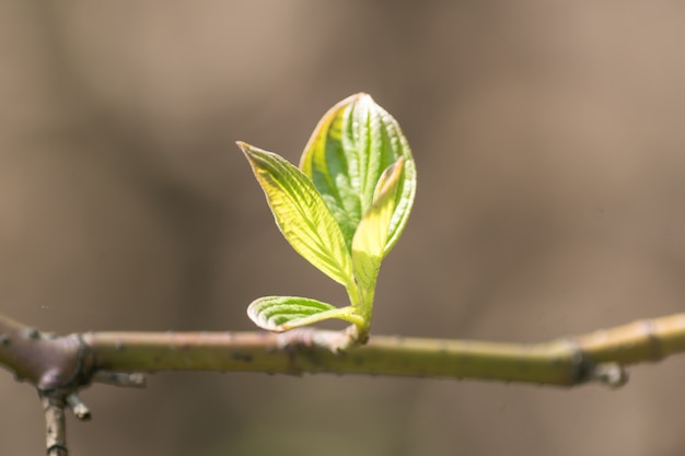 Chiuda su del ramo di albero con i primi germogli di foglie. Sfondo primavera con spazio di copia.