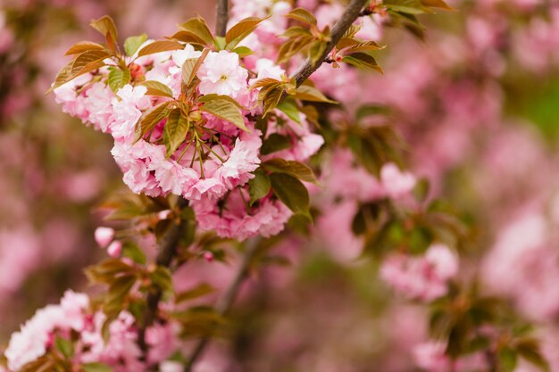 Chiuda su del ramo di fioritura di sakura sull'albero, fiori fragili rosa,