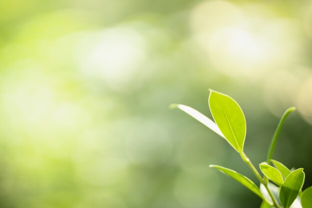 Chiuda su della foglia di verde della vista della natura sul fondo vago della pianta sotto luce solare con lo spazio della copia e del bokeh usando come paesaggio naturale delle piante del fondo