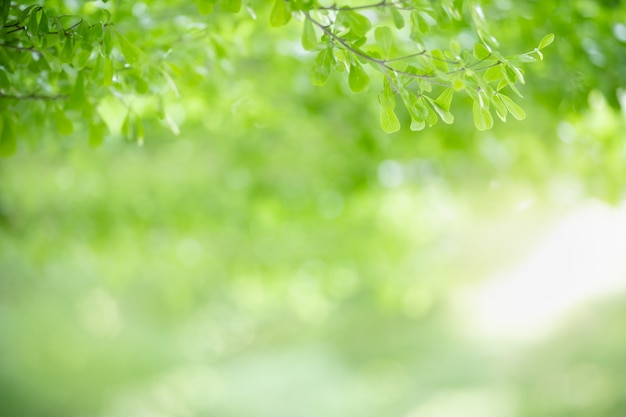 Chiuda su della foglia verde di bella vista della natura sul fondo vago della pianta sotto luce solare con lo spazio della copia e del bokeh usando come paesaggio naturale delle piante del fondo, concetto della carta da parati dell'ecologia.