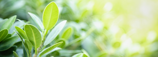 Chiuda su della foglia verde di vista della natura sul fondo vago della pianta nell'ambito di luce solare con il paesaggio delle piante naturali del fondo dello spazio della copia e del bokeh, concetto della copertura dell'ecologia.