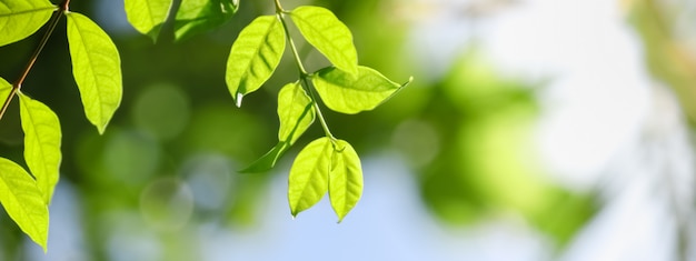 Chiuda su della foglia verde di vista della natura sul fondo vago della pianta nell'ambito di luce solare con il paesaggio delle piante naturali del fondo dello spazio della copia e del bokeh, concetto della copertura dell'ecologia.