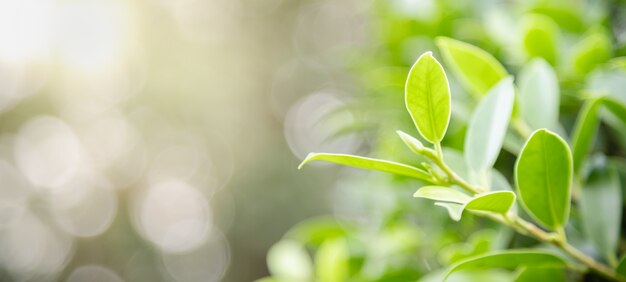 Chiuda su della foglia verde di vista della natura sul fondo vago della pianta nell'ambito di luce solare con il paesaggio delle piante naturali del fondo dello spazio della copia e del bokeh, concetto della copertura dell'ecologia.