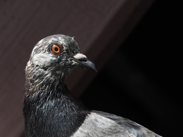 Chiuda su della testa grigia del piccione sotto il vecchio tetto di mattonelle del garage sul pomeriggio