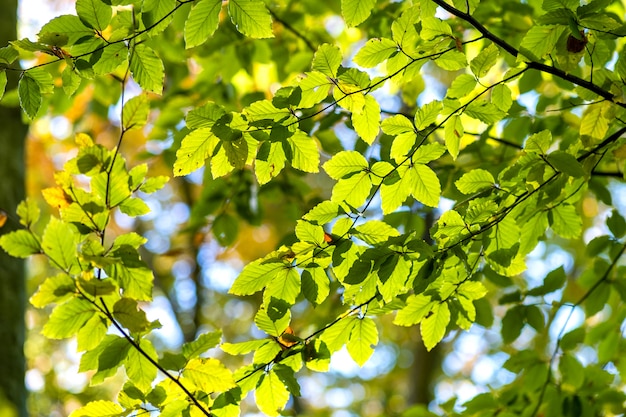 Chiuda su delle foglie gialle vibranti luminose sui rami di un albero nel parco di autunno. Dettaglio del fogliame della foresta di caduta.