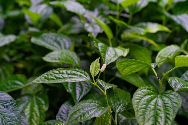 Chiuda su delle foglie selvatiche nel giardino, erbe tailandesi del chaplo o di Leafbush del betel