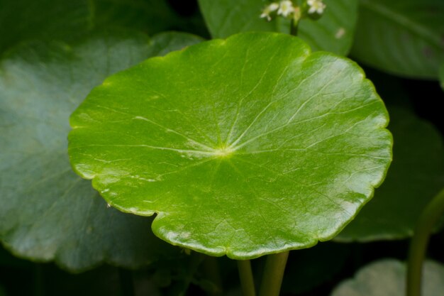 Chiuda su delle foglie verdi di Pennywort asiatico verde