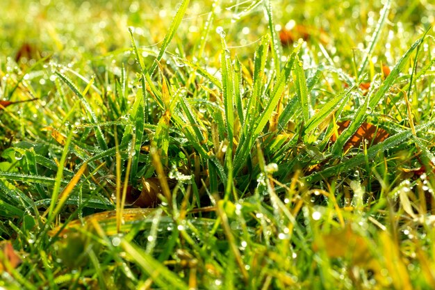 Chiuda su di erba spessa fresca con le gocce di acqua nel primo mattino