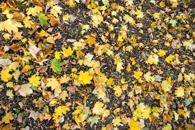 Chiuda su di molte foglie gialle cadute che riguardano il terreno nel parco di autunno