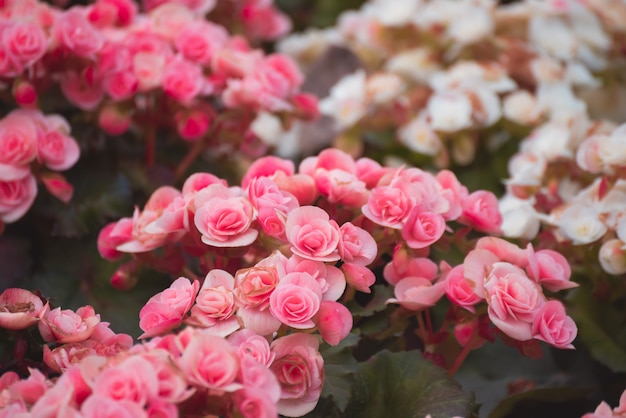 Chiuda su di piccola rosa di rosa, natura fiorisce il concetto