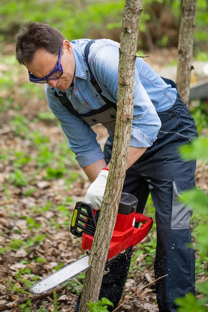 Chiuda su feller in uniforme da lavoro che sega il giovane albero con la motosega in foresta