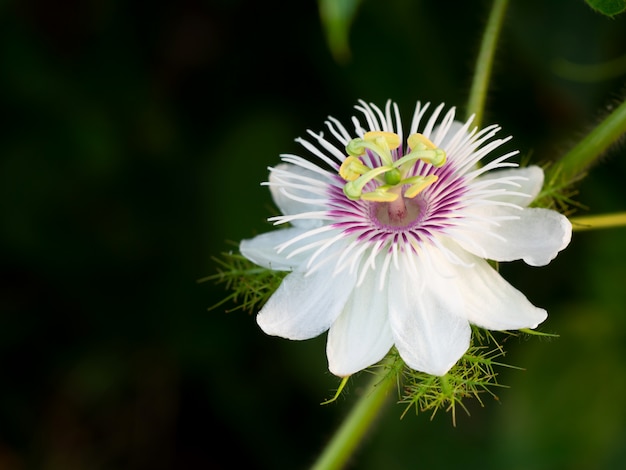 Chiuda su un fiore di foetida L. della passiflora