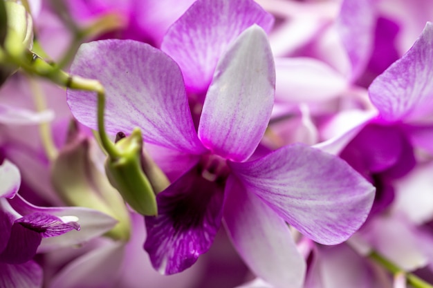 Chiuda sugli ibridi dell'orchidea del Dendrobium nel giardino