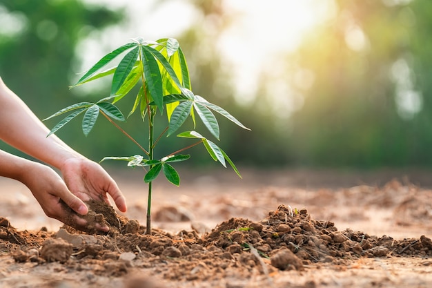 Chiuda sui bambini della mano che piantano albero in giardino per salvare il mondo. concetto di ambiente ecologico