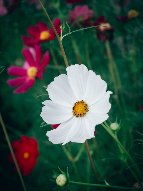 Chiuda sui bei fiori dell&#39;universo nella fioritura