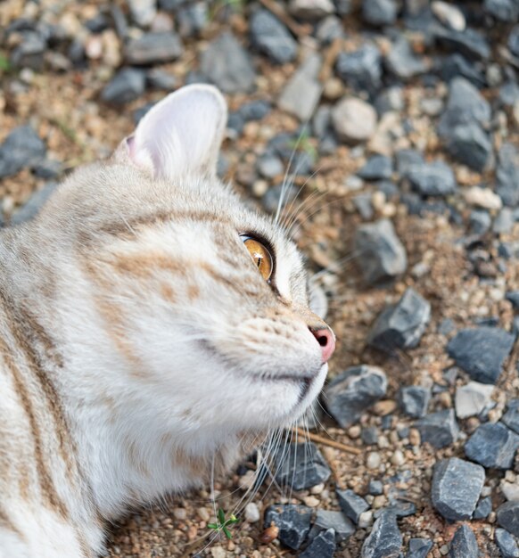 Chiuda sui bei occhi gialli del gattino