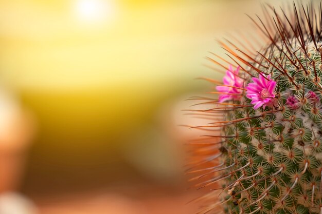 Chiuda sui bei piccoli fiori rosa del cactus con luce solare.