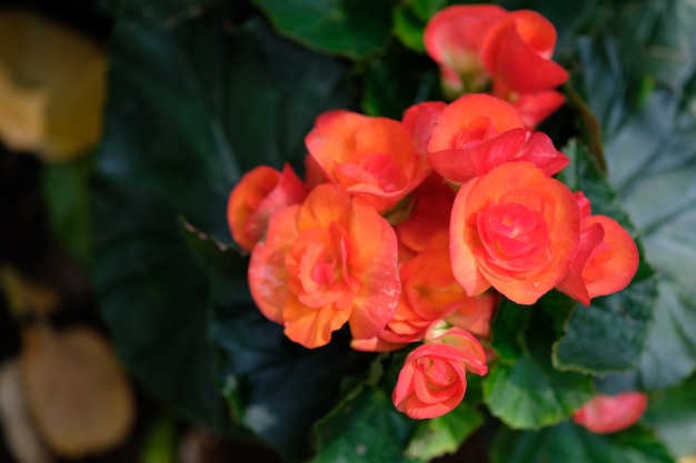 Chiuda sui fiori arancio alla luce di mezzogiorno con le foglie verdi Giardino del fiore di Colonia.