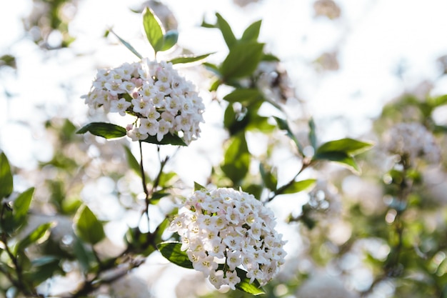 Chiuda sui fiori della ciliegia nel mezzo della molla