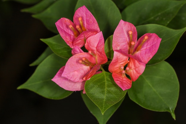 Chiuda sui fiori rosa della buganvillea in natura alla Tailandia