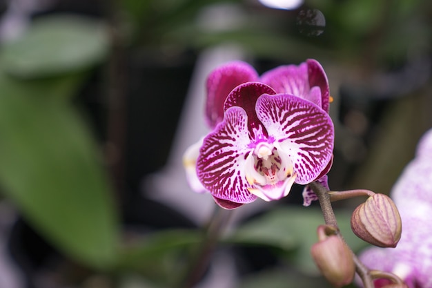 Chiuda sui fiori selvaggi porpora e bianchi dell&#39;orchidea con i germogli