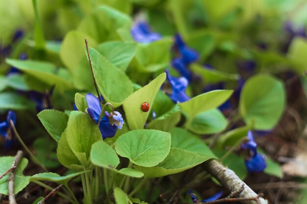 Chiuda sui fiori viola blu all'aperto con la coccinella sulla foto di concetto della foglia