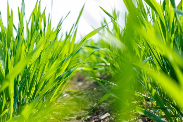 Chiuda sui giovani germogli del grano che crescono nel campo