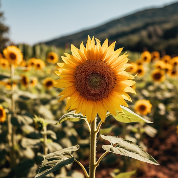 Chiuda sui girasoli nel campo