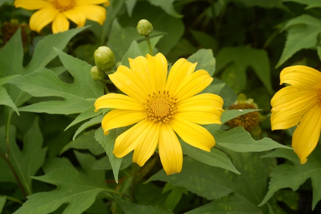 Chiuda sul bello fiore giallo in giardino, vista superiore.