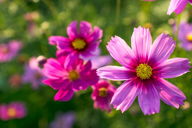 Chiuda sul bello fiore rosa dell&#39;universo dello zolfo