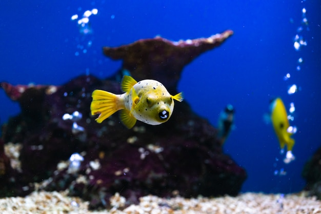 Chiuda sul bello pesce nell&#39;acquario sulla decorazione del fondo delle piante acquatiche.