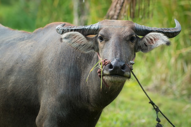Chiuda sul bufalo tailandese