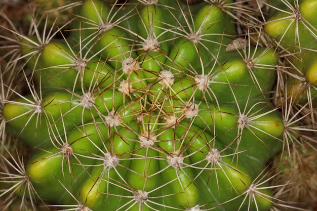 Chiuda sul cactus in giardino