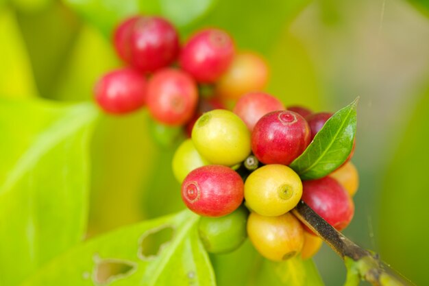 Chiuda sul caffè del fagiolo in natura