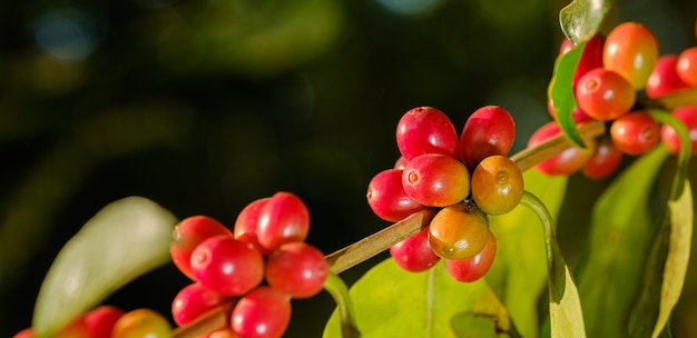 Chiuda sul caffè del fagiolo in natura