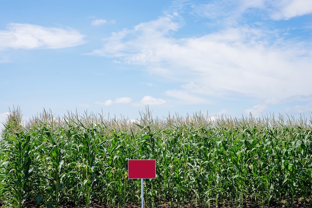 Chiuda sul campo di grano nella campagna. Molti giovani mais coltivati per la vendita. Copia spazio