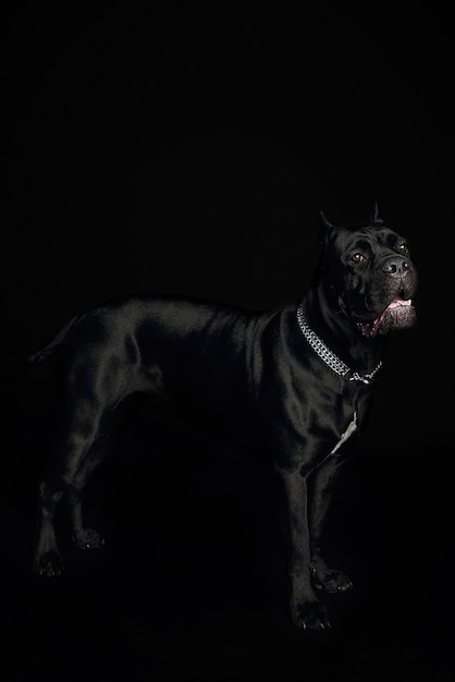 Chiuda sul cane nero in studio