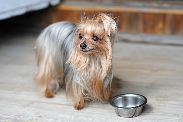 Chiuda sul cane sveglio dell'Yorkshire terrier