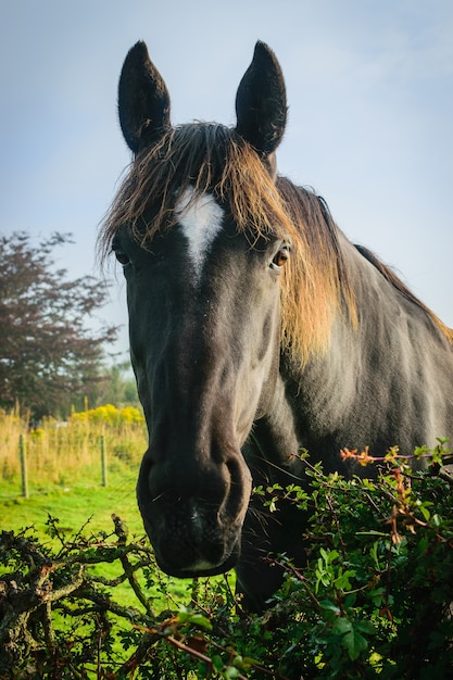 Chiuda sul cavallo nero sull&#39;azienda agricola in autunno