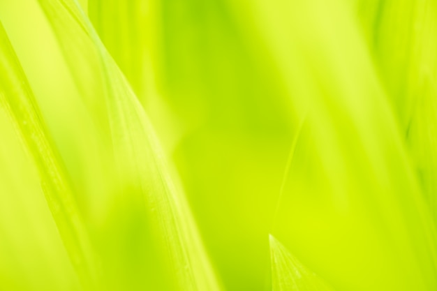 Chiuda sul colore verde delle foglie e sul fondo vago della pianta in natura