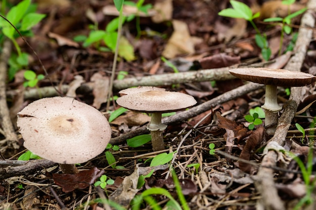 Chiuda sul colpo dei funghi selvaggi in natura