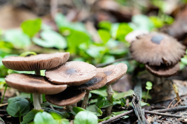 Chiuda sul colpo dei funghi selvaggi in natura