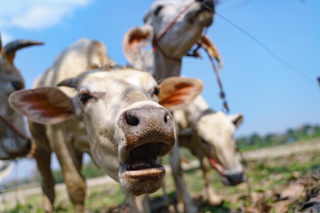 Chiuda sul colpo della testa della mucca