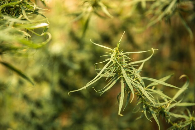 Chiuda sul colpo delle foglie della cannabis nel giardino.