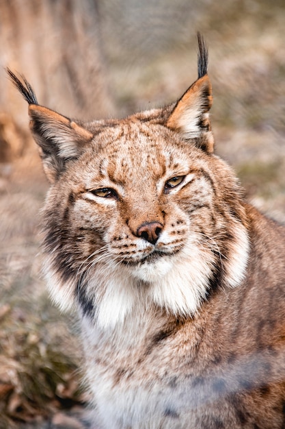 Chiuda sul colpo di un gatto di Linx