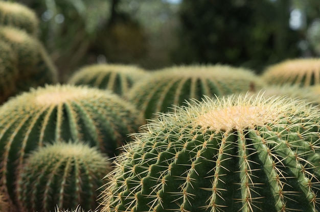 Chiuda sul colpo di un gruppo di grande cactus