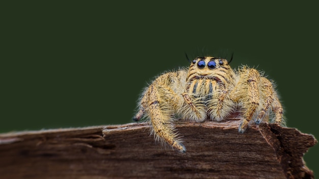 Chiuda sul diardi femminile di Hyllus su legno decomposto