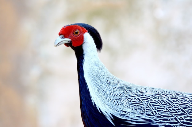 Chiuda sul fagiano d&#39;argento