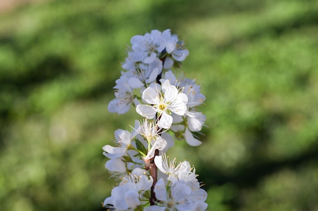 Chiuda sul fiore bianco della prugna