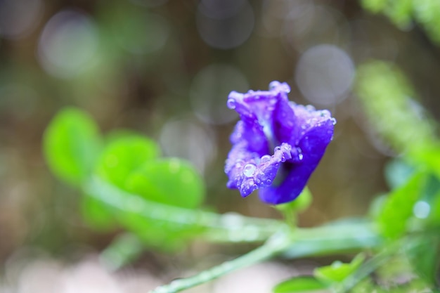 Chiuda sul fiore blu del pisello della farfalla nel giardino